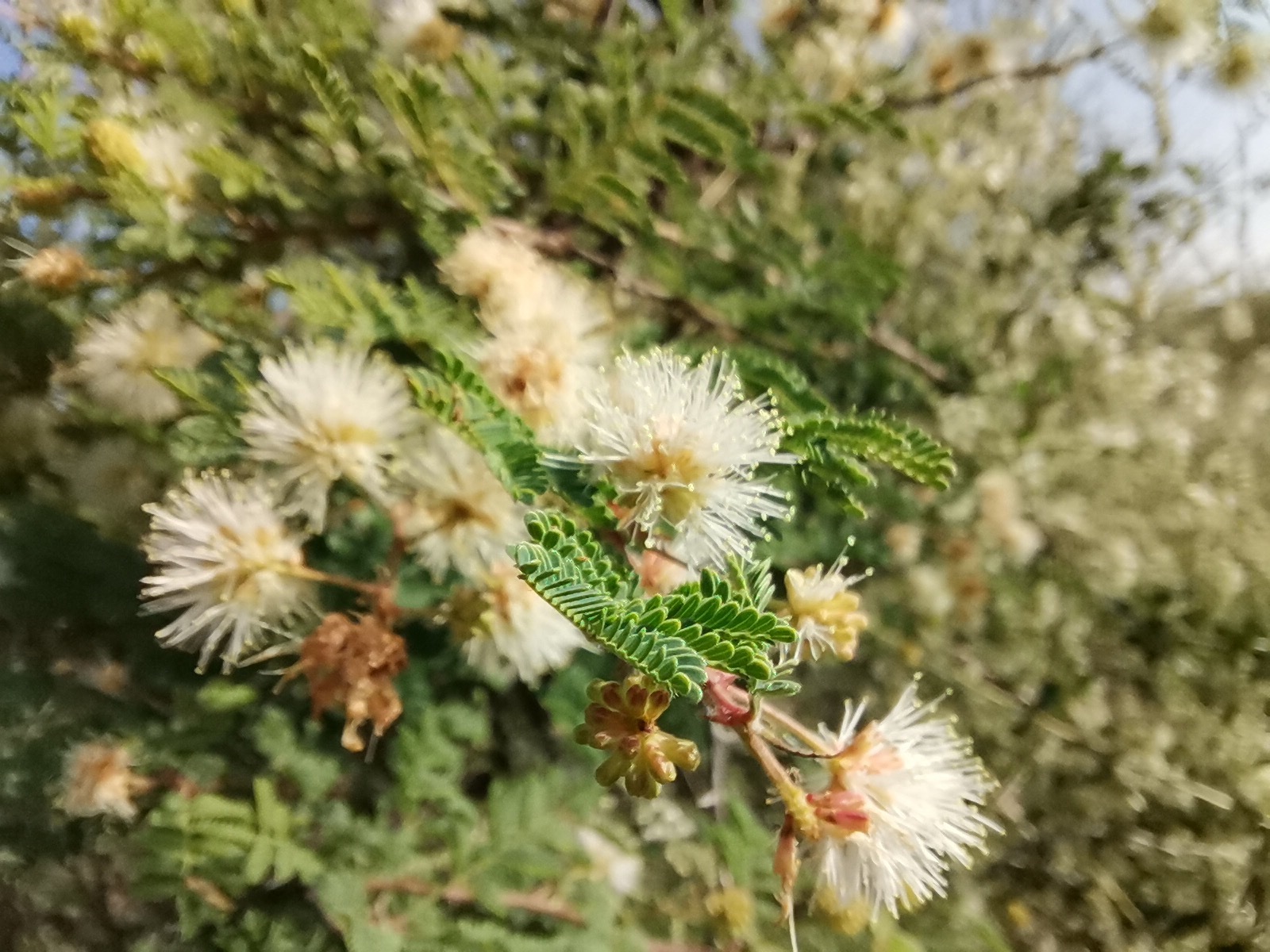 Mimosa aculeaticarpa