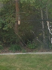 Passer domesticus domesticus