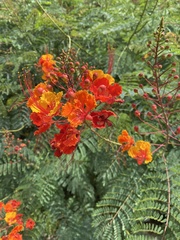 Caesalpinia pulcherrima
