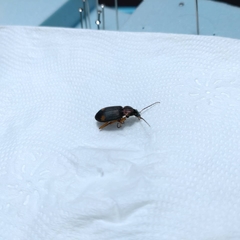 Chlaenius bioculatus