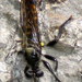 Laphria index - Photo (c) Stuart Tingley,  זכויות יוצרים חלקיות (CC BY-NC), הועלה על ידי Stuart Tingley