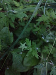 Geranium sibiricum