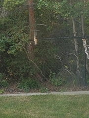 Passer domesticus domesticus