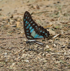Graphium