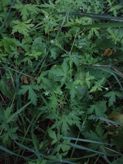 Geranium sibiricum