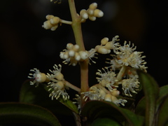 Miconia theizans