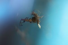 Araneoidea