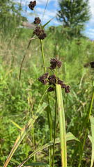 Scirpus atrovirens