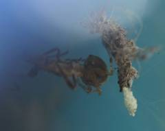 Araneoidea