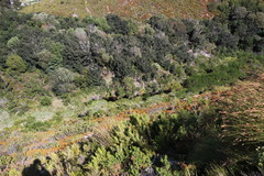 Laurophyllus capensis