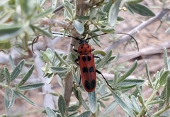 Tylosis maculatus