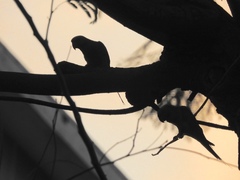 Psittacula alexandri