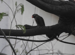 Psittacula alexandri