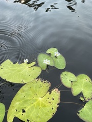 Nymphoides cordata