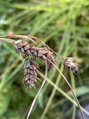 Carex magellanica