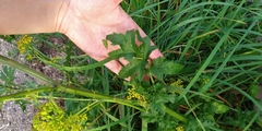 Pastinaca sativa