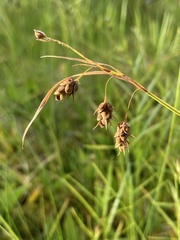 Carex magellanica