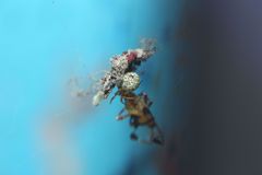 Araneoidea