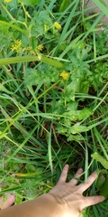 Pastinaca sativa