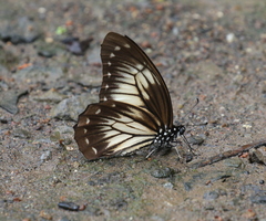 Graphium encelades