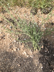 Pectocarya recurvata