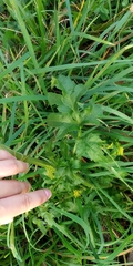 Pastinaca sativa