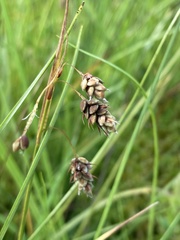 Carex magellanica