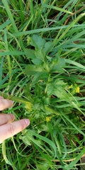 Pastinaca sativa
