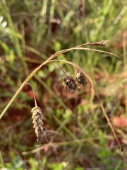 Carex magellanica