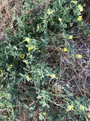 Medicago falcata