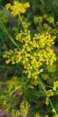 Pastinaca sativa