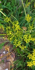 Pastinaca sativa