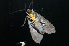 Lepidoptera