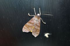 Lepidoptera