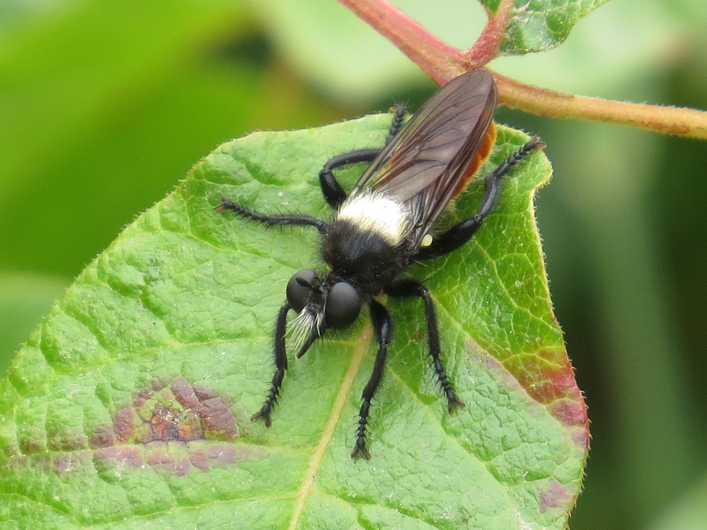 Red-tailed Laphria