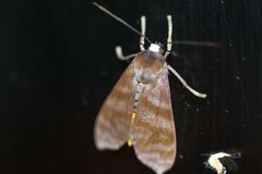 Lepidoptera