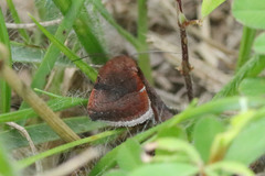 Galgula