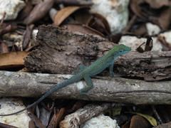 Anolis conspersus