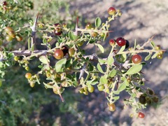 Condalia correllii