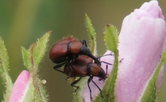 Merhynchites wickhami