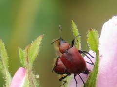 Merhynchites wickhami