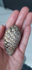 Pinus teocote