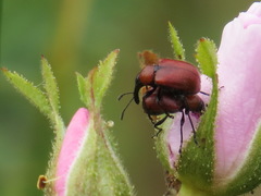 Merhynchites wickhami