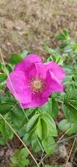 Rosa rugosa