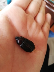 Ancognatha scarabaeoides