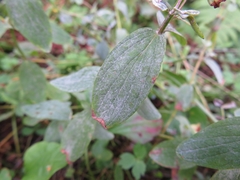 Erysiphe hyperici