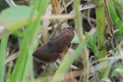 Galgula