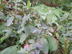 Erysiphe hyperici