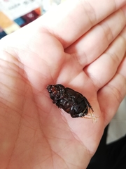 Ancognatha scarabaeoides