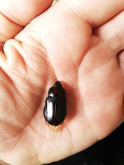 Ancognatha scarabaeoides